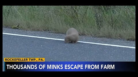 Thousands of Mink Released From PA Fur Farm: Authorities Term It 'Agricultural Criminal Mischief.'