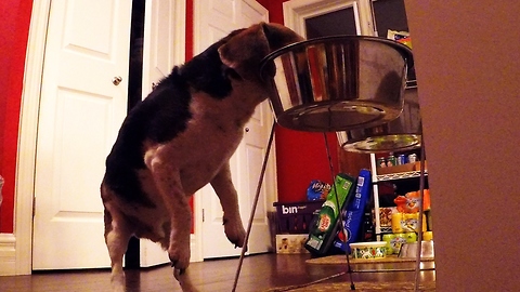 Hidden cameras catch greedy beagle stealing Great Dane's dinner