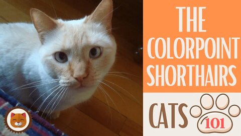 🐱 Cats 101 🐱 COLORPOINT SHORTHAIRS - Top Cat Facts about the COLORPOINT