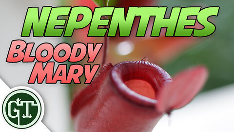 Nepenthes Bloody Mary NEW SNEAKY PURCHASE | Carnivorous Plants