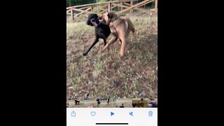 Belgian Malinois attacked by Standard Poodle !!!!!