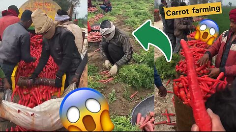 Carrot farming 🥕🥕🥕