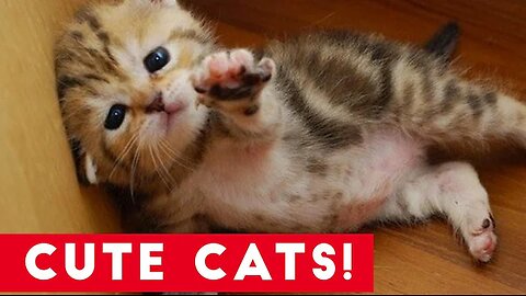Little Kittens and Cute Cats Compilation | Funny Pet Videos