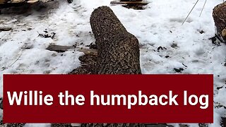 Humpback cherry log
