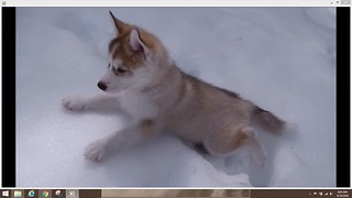 Siberian Husky Puppies Play in Snow for the First Time