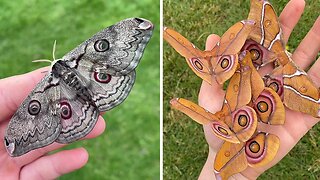 Captivating Footage Reveals Nature's Stunning Beauty Of Moths