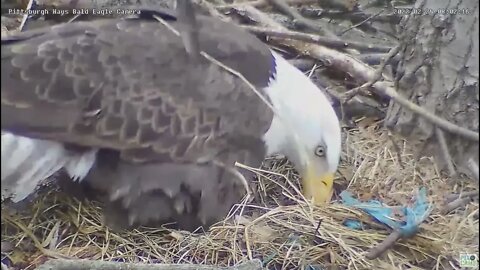 Hays Eagles Dad Feather Molt Study 2022 02 24 8:01am