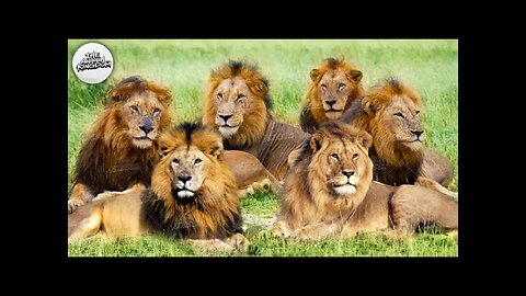 These 6 Lions Killed 40% of ALL Lions in Africa!!