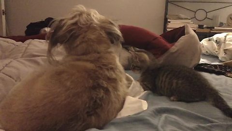 Dog surprises kitten in funniest way possible