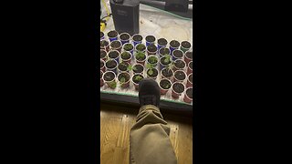 New garden update nana glue Squareone genetics￼