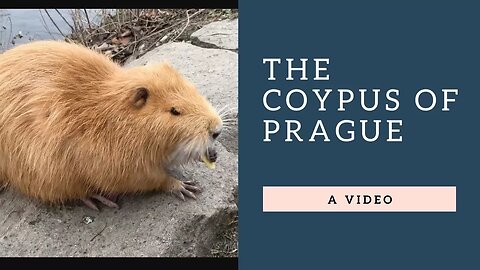 The Coypus (Nutria) of Prague
