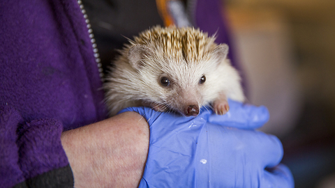 Animal Lover Turns Home Into Hedgehog Hospital: CUTE AS FLUFF
