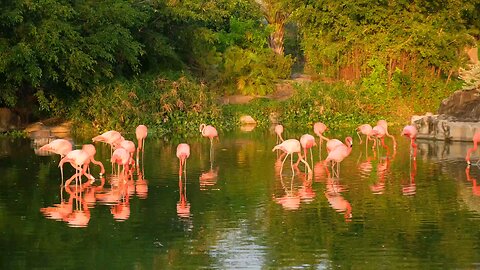 Who's up for watching flamingos?