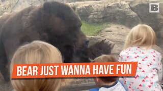 BEARY SCARY! Kids at Zoo Jump-Scared When Bear Takes Swipe at Glass