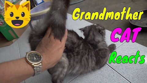 Beautiful CATs Family with 3 Generations Living Together | Viral Cat
