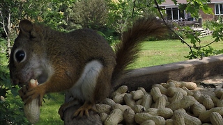 Adorable squirrel knocks over GoPro at birdfeeder
