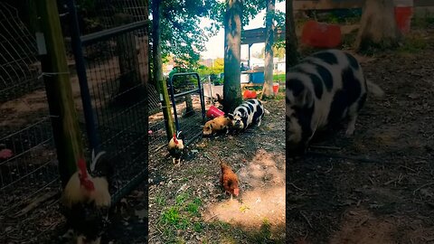 FARM LIFE🤷🏻‍♀️ #farmlife #foryou #homestead #farmanimals #pigs #chickencoop #backyardchickens