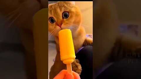 Funny Cute Cat Videos 2023 #shorts #youtubeshorts #rumbleshorts