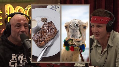 Does Camel Taste Like Beef?