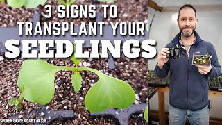 🌱 When to Transplant Seedlings (Look for These 3 Signs) #shorts | Winter Seed Sowing - SGD 328 🌱