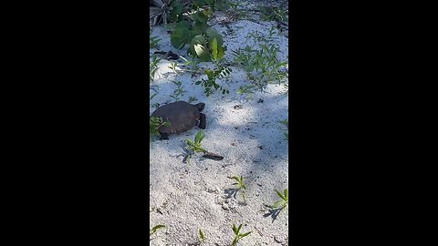 Livestream Clip - Gopher Tortoise Barefoot Beach Preserve