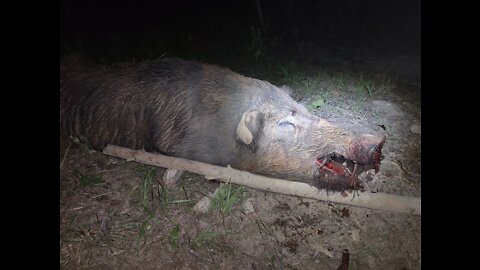 ATN X-SIGHT LTV 3-9x hog hunt