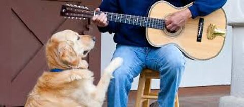 Musique dogs vs hom