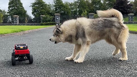 Howling Dogs Go Crazy At Remote Control Car!