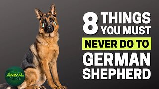 8 Things You Must Never Do to Your German Shepherd