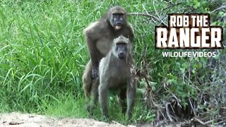 WILDlife: Pairing And Grooming Within A Baboon Troop