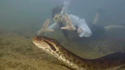 World's largest snake 'as thick as a car tyre' filmed slithering across river floor by TV crew
