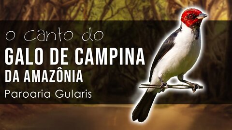 GALO DE CAMPINA DA AMAZÔNIA - O Melhor Canto da Espécie da Amazônia - Cardeal da Amazônia