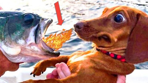 Cute Is Not Enough 😍 Funny Cats and Dogs Videos Compilation 2021