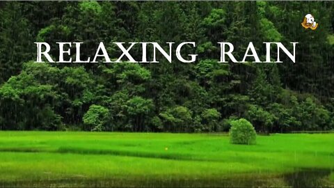 RELAXING RAIN. Instantly Fall Asleep, Natural Rain Sound. For Meditation, Ambience, Study & More.