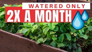 The Perfect Garden Setup For People Who Can't Water Every day. Self Watering Raised Beds Pros & Cons