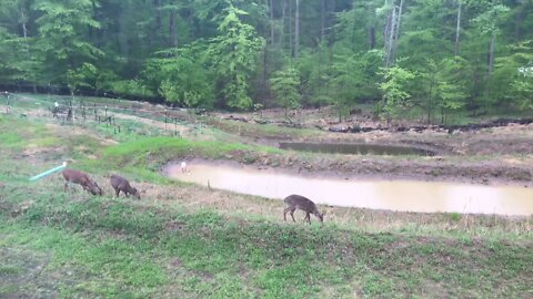 Herd of Nasty Deer in My Backyard. How Many Deer Do You Count?