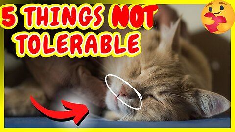 CATS | 5 THINGS THAT ONLY THEY DO WITH THE ONES THEY LOVE