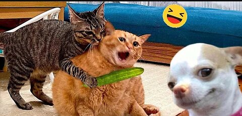 Funny Dogs and Cats Videos 2024 🥳 - Best Funniest Animal Vidoes of the week #1👍