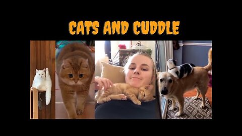 America's Most Wanted Funny Cat Videos on YouTube | America's #1 Funny Cat Video by Meowmrscat