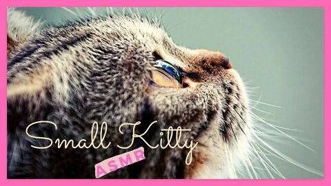 ASMR 🍼 Small Kitty Sounds Kitten Eating Meat & Drinking Milk 🍼 SATISFYING Cat Noises [Loop]