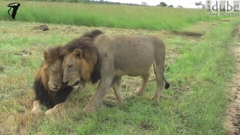 Majestic Male Lions In Africa (The Mapogos)