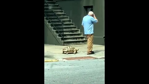 You already seen a guy walking his pet turtle?
