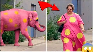 Pink Elephant Prank - Just For Laughs Gags Compilation