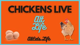 Chickens Live | AltEats Stream