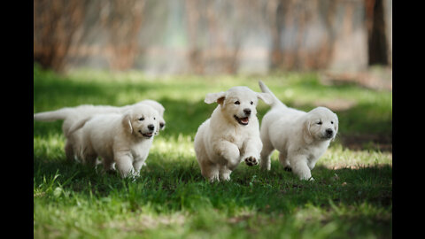 Cute puppies playing |Puppy Training and Puppy Play - the Importance of Socialization