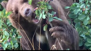 Wild Bear Eating Berries Up Close!!