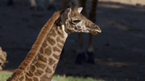 Giraffe calf checks out new surroundings