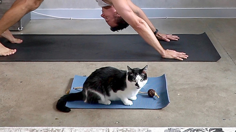 Kitty Zens Out On His Very Own Yoga Mat