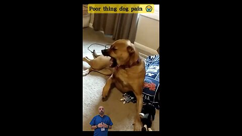Dog feel so much pain