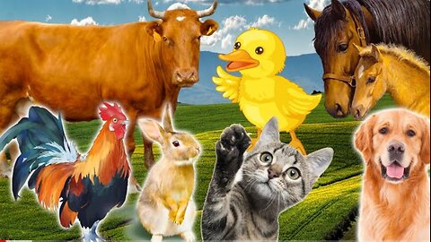 Learn Family Animals: Cat, Horse, Cow, Chicken, Duck